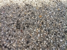 EA2 – Exposed Aggregate Concrete Close Up