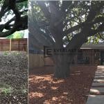 T77 - Backyard Landscape Before and After 2