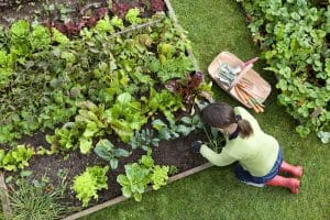 Benefits of a vegetable garden