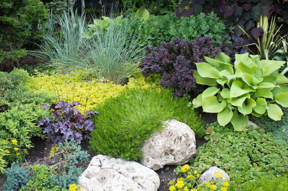 Low Maintenance Gardens Plant Layout Ideas Designs For Australia