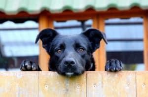 What to Consider When Choosing a Fence for a Big Dog