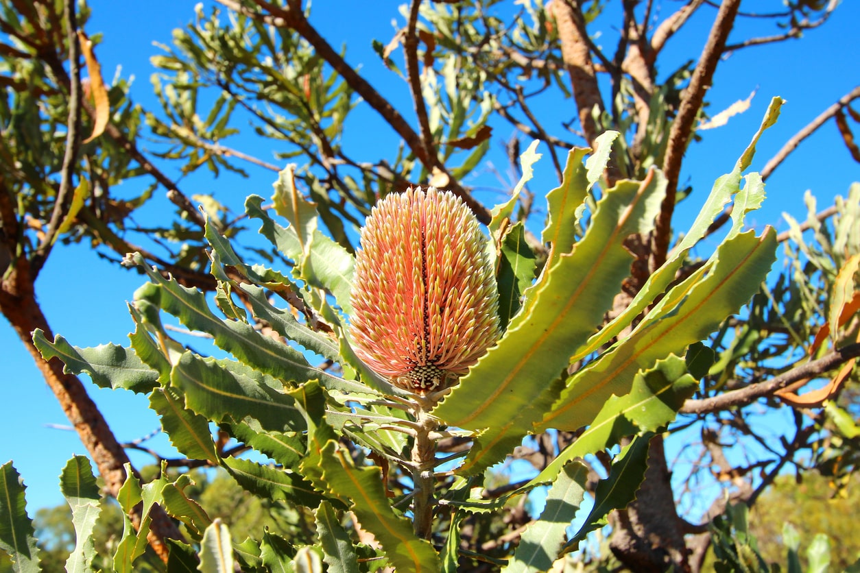 Australian Native Trees