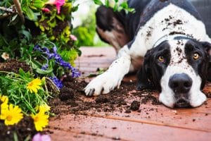 Preparing Your Yard for a New Dog image
