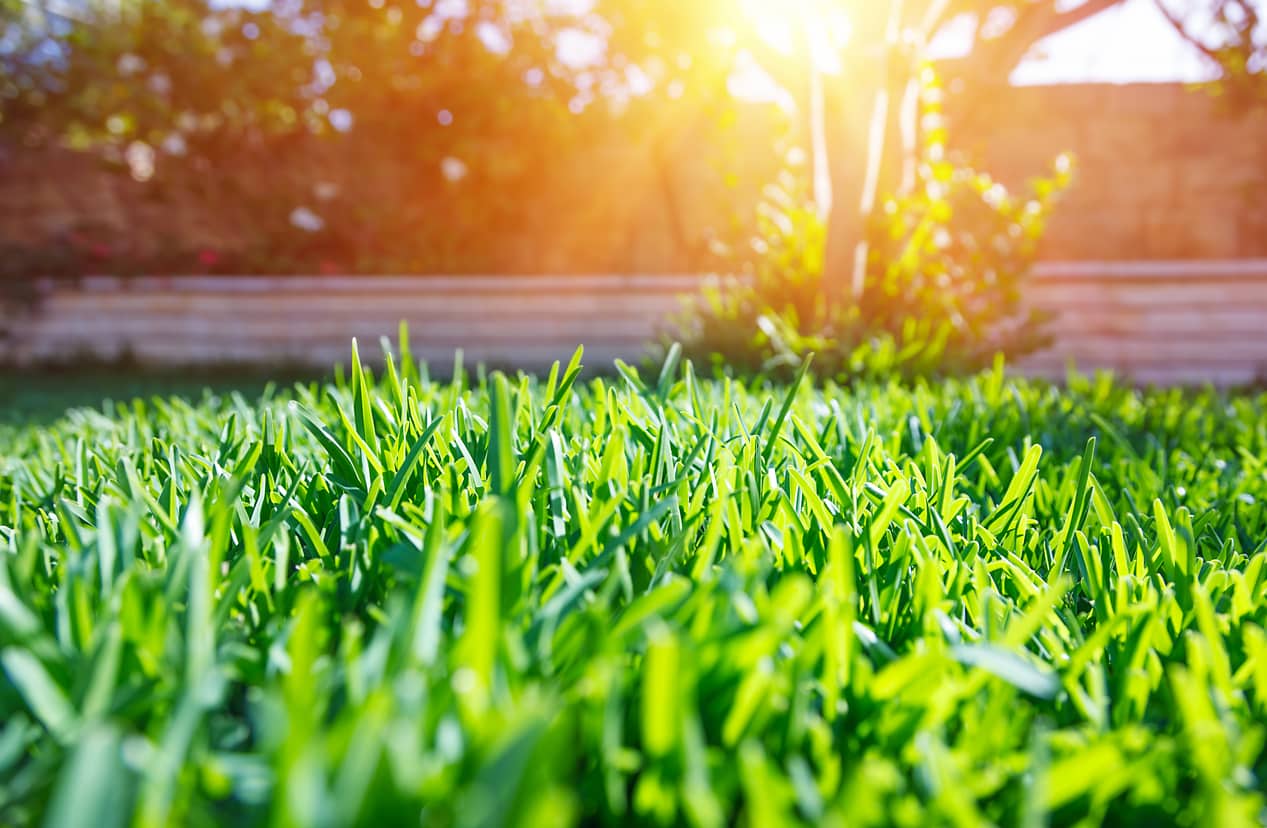 How to Choose the Best Grass for Your Lawn