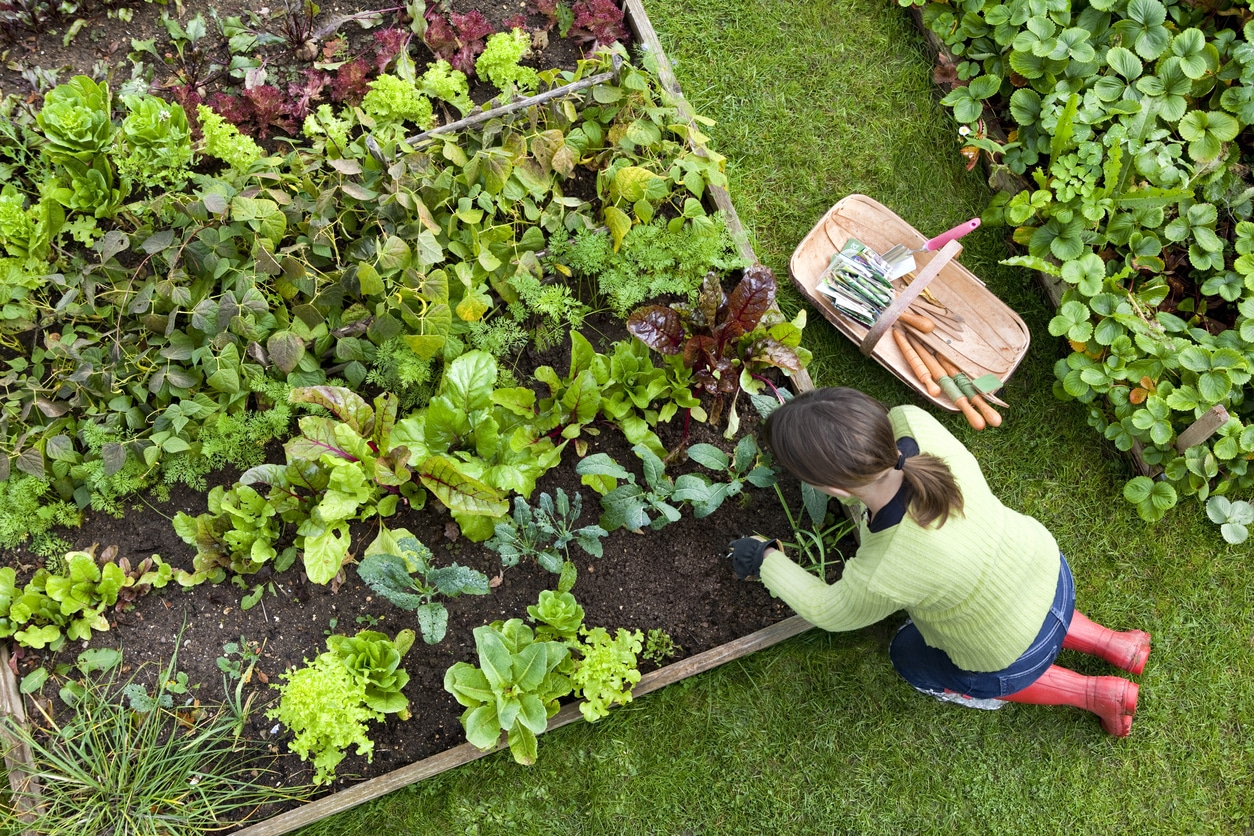 Hints Tips For Edible Gardening Landscaping In Melbourne