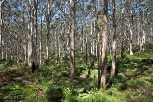 Landscaping tips for fire rated and bushfire prone areas