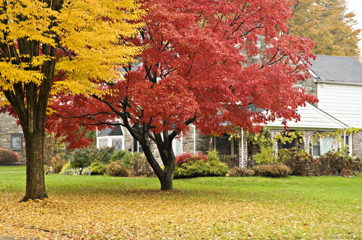 autumn landscaping tips