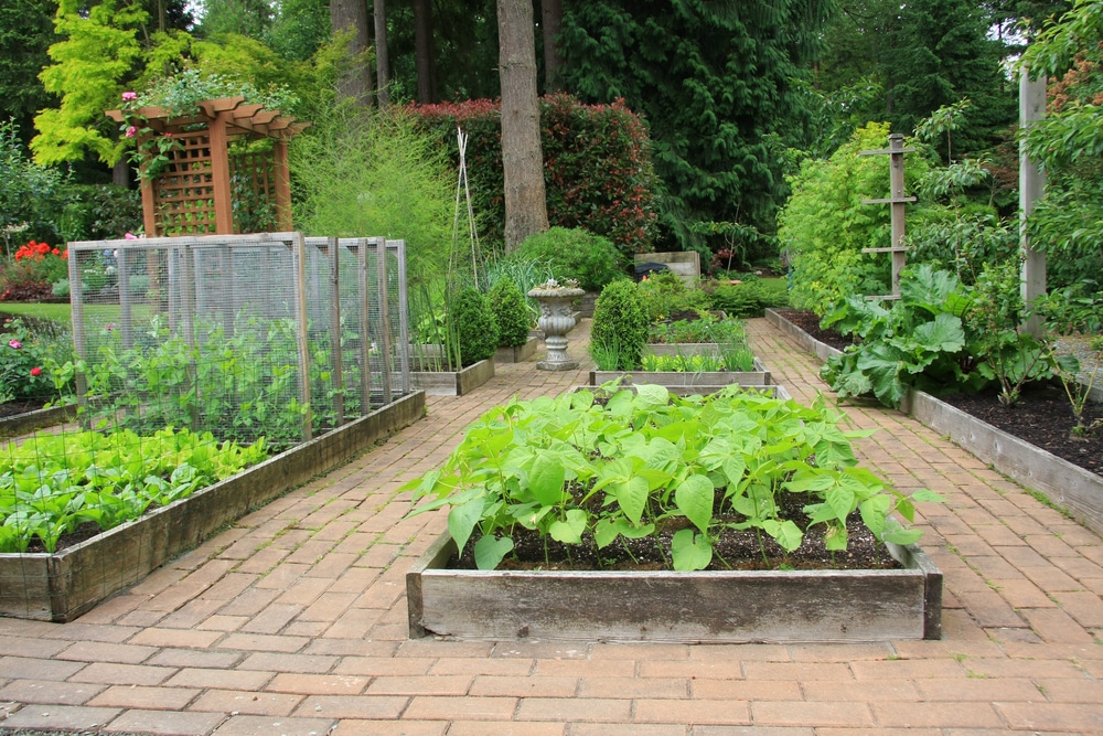 Why you plant a vegetable garden