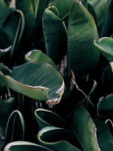 winter garden rotting plants