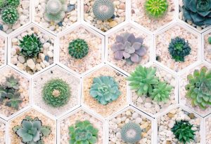 succulents