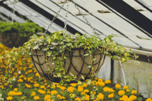 hanging basket planters