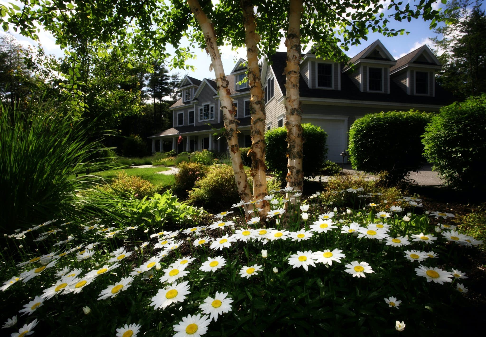 Tips about the Flowers and Plants to Grow Under Trees - Everlast Services